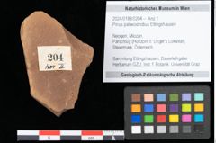 Foto (Objekt + Etikett) von Pinus palaeostrobus Ettingshausen (NHMW-GEO-2024-0188-0204)